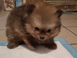 Vendre Magnifique mini Spitz nains Maman agree HK 01600994