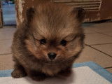 Vendre Magnifique mini Spitz nains Maman agree HK 01600994