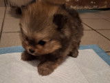 Vendre Magnifique mini Spitz nains Maman agree HK 01600994