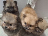 Vendre Magnifique mini Spitz nains Maman agree HK 01600994