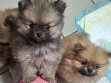 Vendre Magnifique mini Spitz nains Maman agree HK 01600994