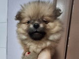 Vendre Magnifique mini Spitz nains Maman agree HK 01600994