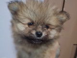 Vendre Magnifique mini Spitz nains Maman agree HK 01600994