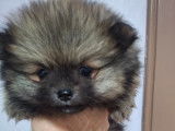 Vendre Magnifique mini Spitz nains Maman agree HK 01600994