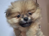 Vendre Magnifique mini Spitz nains Maman agree HK 01600994