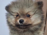 Vendre Magnifique mini Spitz nains Maman agree HK 01600994