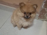Vendre Magnifique mini  Spitz nains Maman agree  HK 01600994  chiots sont d&eacute;j&agrave; vaccin&eacute; avec pasport
