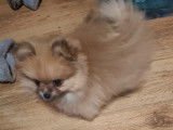Vendre Magnifique mini  Spitz nains Maman agree  HK 01600994  chiots sont d&eacute;j&agrave; vaccin&eacute; avec pasport