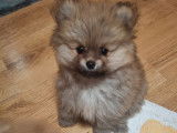 Vendre Magnifique mini  Spitz nains Maman agree  HK 01600994  chiots sont d&eacute;j&agrave; vaccin&eacute; avec pasport