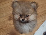 Vendre Magnifique mini  Spitz nains Maman agree  HK 01600994  chiots sont d&eacute;j&agrave; vaccin&eacute; avec pasport