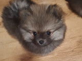 Vendre Magnifique mini  Spitz nains Maman agree  HK 01600994  chiots sont d&eacute;j&agrave; vaccin&eacute; avec pasport