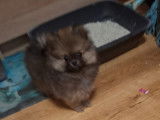 Vendre Magnifique mini  Spitz nains Maman agree  HK 01600994  chiots sont d&eacute;j&agrave; vaccin&eacute; avec pasport