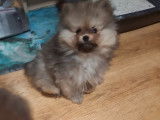 Vendre Magnifique mini  Spitz nains Maman agree  HK 01600994  chiots sont d&eacute;j&agrave; vaccin&eacute; avec pasport