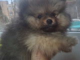Vendre Magnifique mini  Spitz nains Maman agree  HK 01600994  chiots sont d&eacute;j&agrave; vaccin&eacute; avec pasport