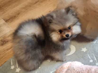 Mini  Spitz nains chiots sont déjà  vacciné avec pasport