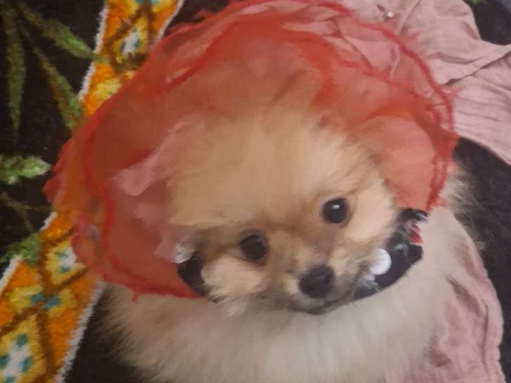 Disponible femelle à trois mois