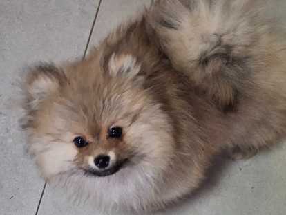 Vendre magnifique chiots spitz nain  élevage agree  famille !