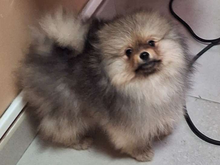 Disponible magnifique chiots  mâle spitz nain type ourson   élevage agree  famille !