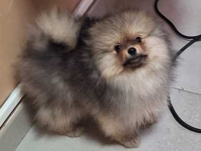 Disponible mâle née 09/11/2025. Avec pasport vacciné indentifies