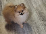 Vendre magnifique chiots spitz nain élevage agree famille !