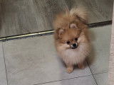 Vendre magnifique chiots spitz nain élevage agree famille !