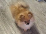 Vendre magnifique chiots spitz nain élevage agree famille !