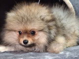 Vendre magnifique chiots spitz nain élevage agree famille !