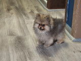 Vendre magnifique chiots spitz nain élevage agree famille !