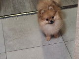Vendre magnifique chiots spitz nain élevage agree famille !