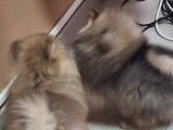 Vendre magnifique chiots spitz nain type ourson élevage agree famille !