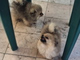 Disponible magnifique chiots spitz nain type ourson élevage agree famille !
