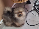 Disponible magnifique chiots spitz nain type ourson élevage agree famille !