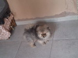 Disponible magnifique chiots spitz nain type ourson élevage agree famille !