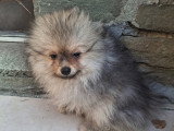 Disponible magnifique chiots mâle spitz nain type ourson élevage agree famille !