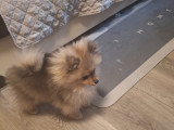 Disponible magnifique chiots mâle spitz nain type ourson élevage agree famille !