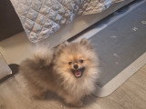 Disponible magnifique chiots mâle spitz nain type ourson élevage agree famille !