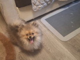 Disponible magnifique chiots mâle spitz nain type ourson élevage agree famille !