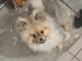Disponible magnifique chiots mâle spitz nain type ourson élevage agree famille !