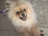 Disponible magnifique chiots mâle spitz nain type ourson élevage agree famille !