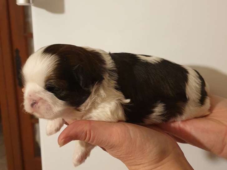 Chiots Shih Tzu à réserver