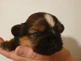 Chiots Shih Tzu à réserver