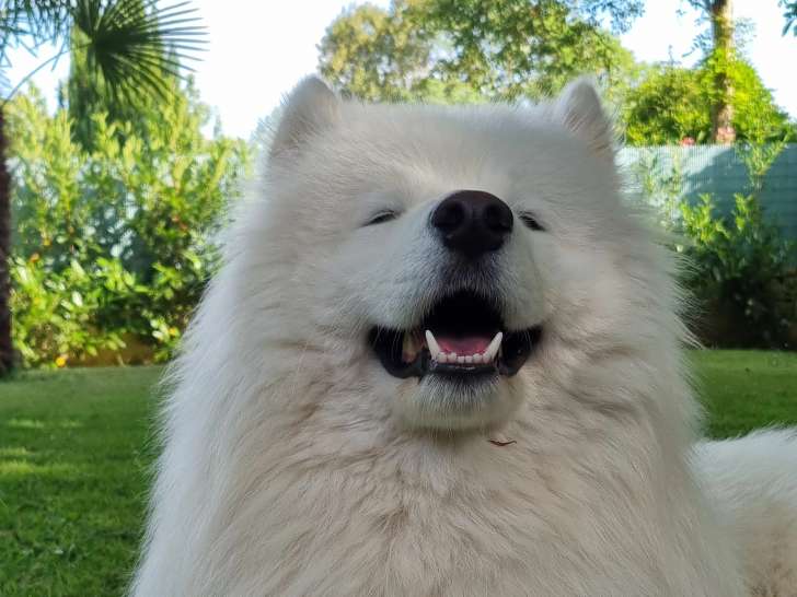 Mâle Samoyède disponible pour saillie