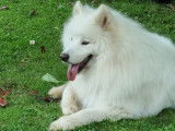 Mâle Samoyède disponible pour saillie