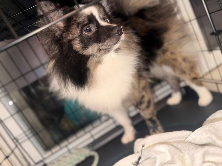 Jeune Spitz Allemand croisé Pomeranien à vendre