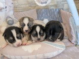 Chiots Pomsky toy disponibles en janvier