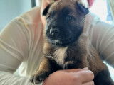 Chiots Berger Belge Malinois LOF à réserver