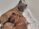 Chiots Berger Belge Malinois LOF à réserver