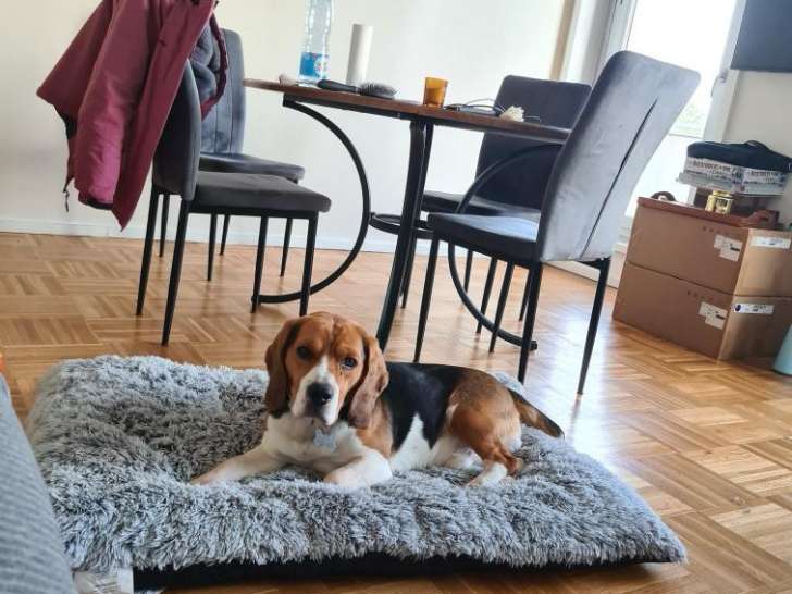 Male Beagle de 4 ans à donner