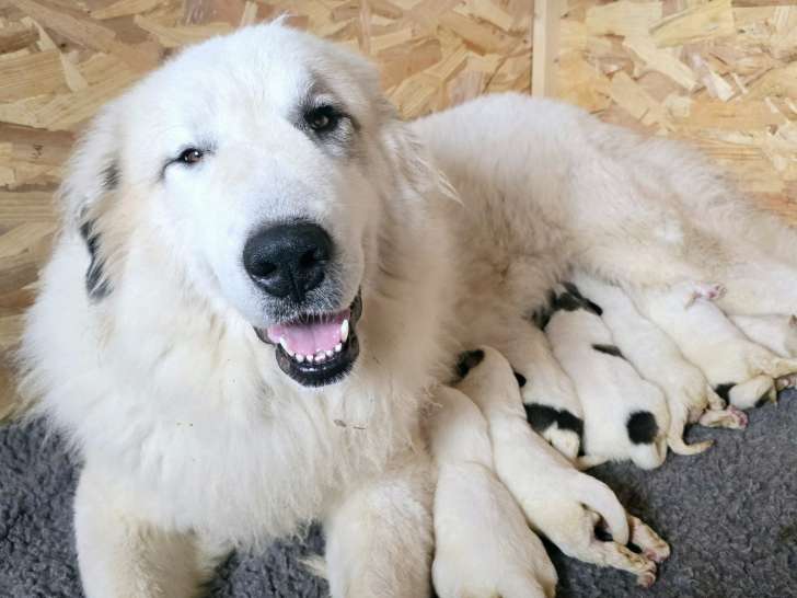 Chiots Montagne des Pyrénées (Patou) LOF à vendre