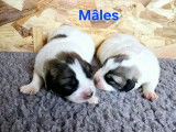 Chiots Montagne des Pyrénées (Patou) LOF à vendre